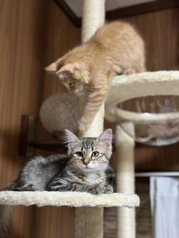 キャットタワーに登る猫達 キャットタワーに登る猫達 茶トラ,キジトラ,子猫の写真素材