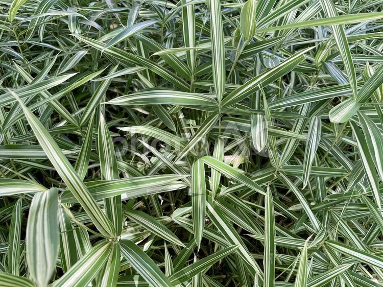 びっしり生えた葉の長い植物 植物,草,草むらの写真素材