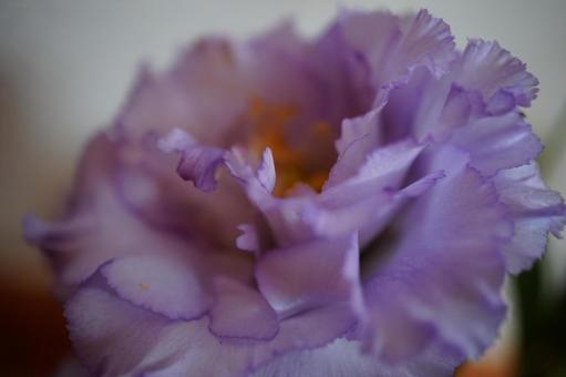 紫の花 紫の花 花,紫,紫の花の写真素材