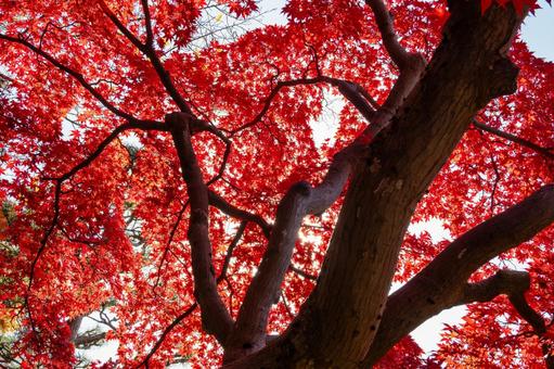 もみじ公園の秋⑼ 秋,紅葉,モミジの写真素材