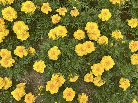 花 花 花,黄色,花壇の写真素材