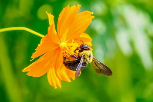 コスモスとクマバチ⑸ コスモスとクマバチ⑸ 花,コスモス,蜂の写真素材