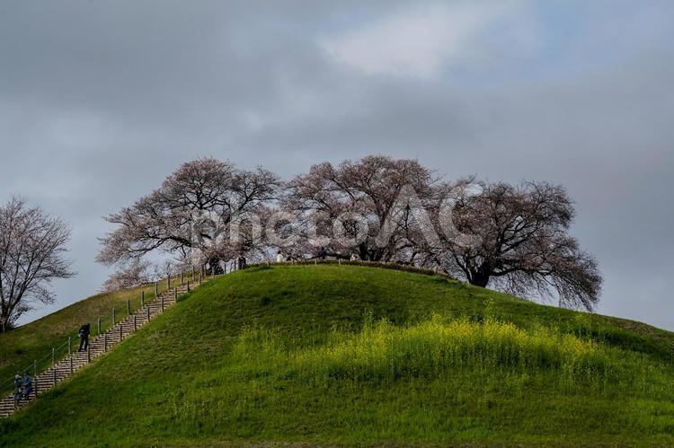 春のさきたま古墳公園 サクラ,菜の花,花の写真素材