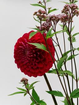 ダリアとフジバカマ ダリアとフジバカマ 花,ダリア,フジバカマの写真素材