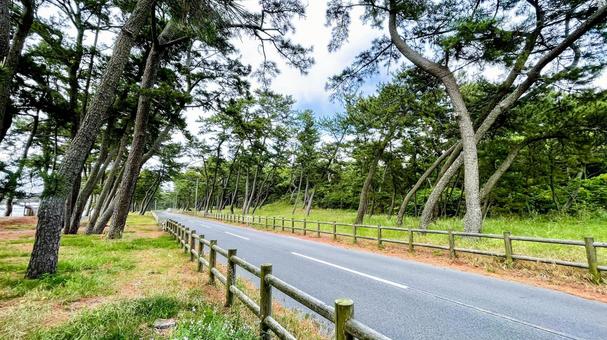 さつき松原の松林遊歩道 さつき松原の松林遊歩道 さつき松原,宗像市,遊歩道の写真素材