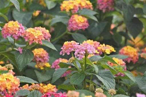 ランタナ15 ランタナ,オレンジ,黄色の写真素材