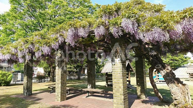 藤の花と公園 藤の花,公園,紫の写真素材