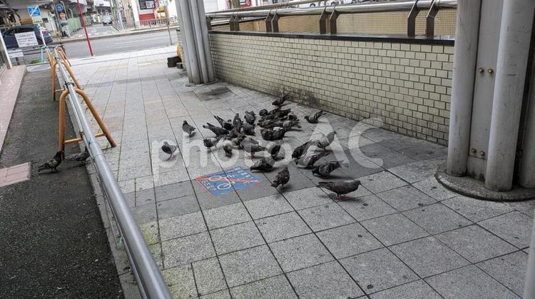 街と生き物 鳩,都会,鳥の写真素材