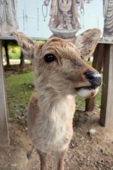 Nara deer, JPG