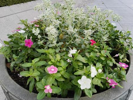 小さい花 小さい花 花,自然,草の写真素材