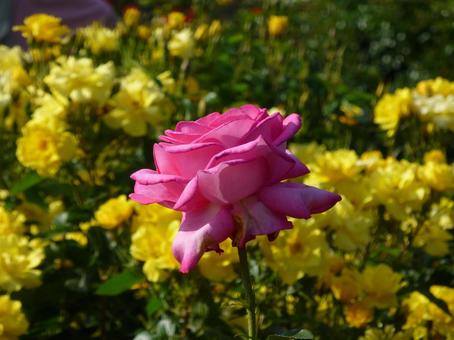 花壇で黄色の前に咲くピンクのバラ 花壇で黄色の前に咲くピンクのバラの写真