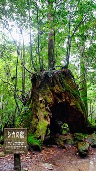 屋久島の中にある鹿の宿 自然,風景,景色の写真素材