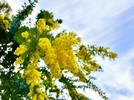 春を告げるミモザの花 ミモザ,花,春の写真素材