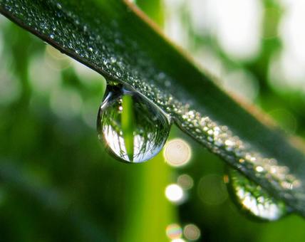 水滴と朝の光Water drops 水滴と朝の光Water dropsの写真