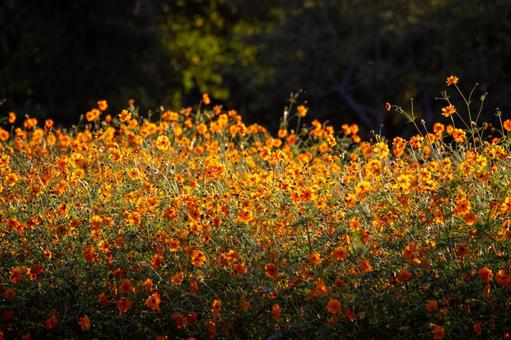 夕陽で輝くキバナコスモスの美しい花畑 黄花コスモス,キバナコスモス,コスモス畑の写真素材