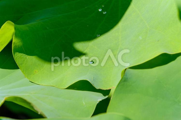 朝露を乗せた蓮の葉のアップ 蓮,葉,緑の写真素材