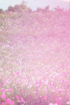 夢幻的な色彩が広がる可憐な秋桜の群生 コスモス,秋桜,花畑の写真素材