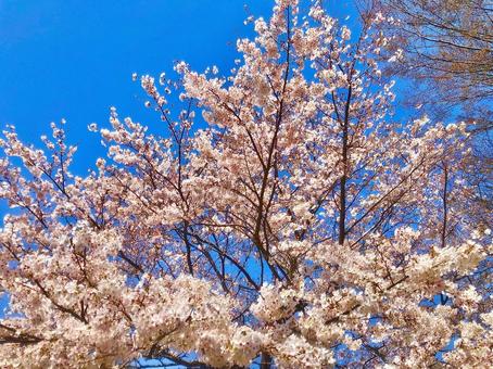 桜の木 桜の木の写真