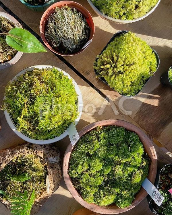 苔のある暮らし 苔,盆栽,植木鉢の写真素材