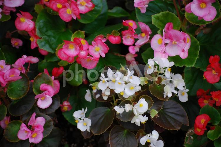 奈良の自然風景４４ 花,ピンク,白の写真素材