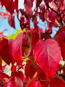 ハナミズキ　秋2の写真