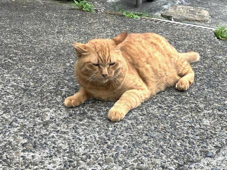 のらねこ のらねこの写真