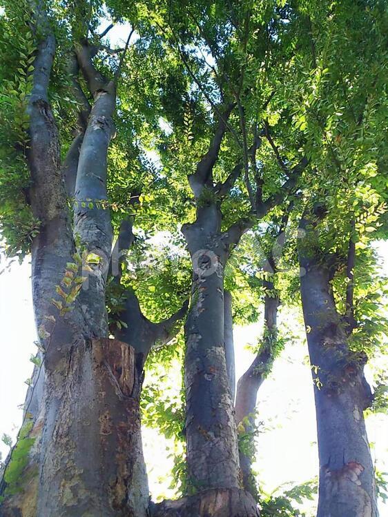 松本城前の公園の大木 おしろ,おほり,お城の写真素材