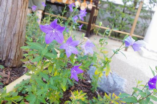 花 花の写真