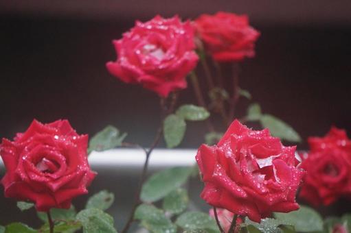 薔薇 薔薇の写真