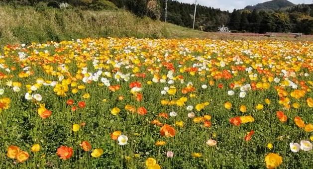 アイスランドポピーの写真