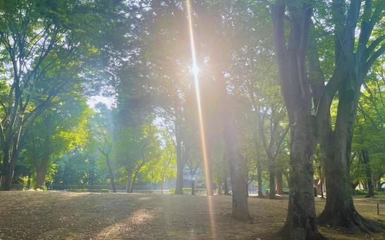 神秘の木漏れ日 神秘の木漏れ日の写真