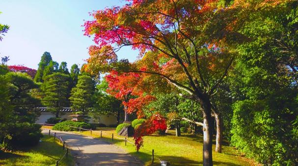 姫路城 好古園16 紅葉,秋,姫路城の写真素材