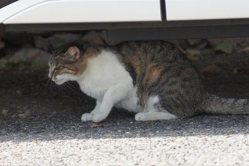 ねこ ねこ 箱座り,飼い猫,家猫の写真素材