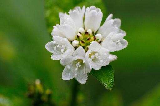 雨上りに咲くウナギツカミの白い花 雨上りに咲くウナギツカミの白い花の写真