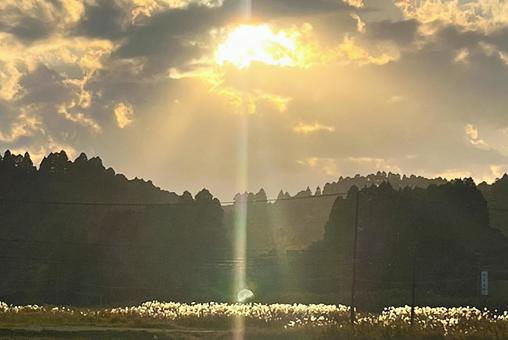 夕方の太陽とススキ 夕方,夕焼け,太陽の写真素材