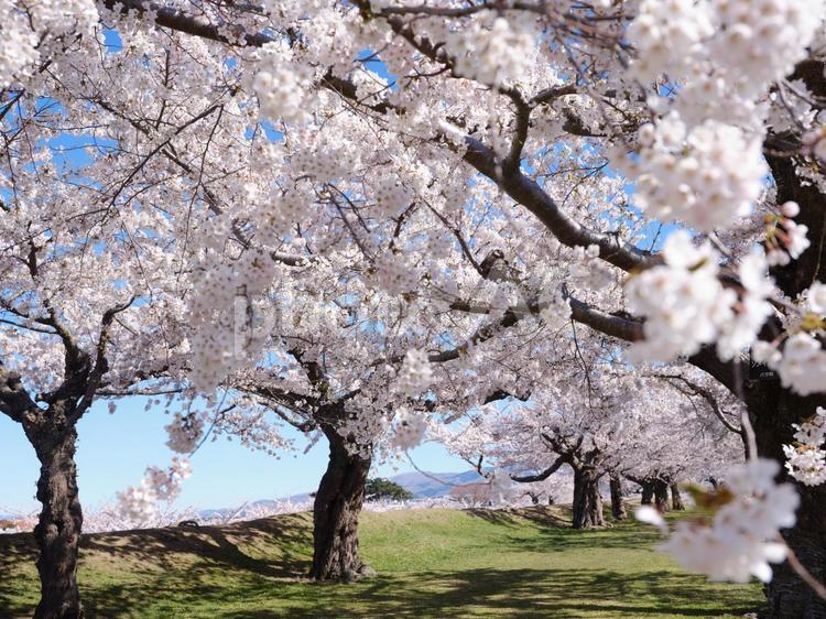 五稜郭公園の桜 ソメイヨシノ,染井吉野,五稜郭の写真素材