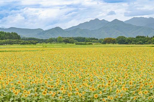 ひまわり畑 ひまわり畑の写真