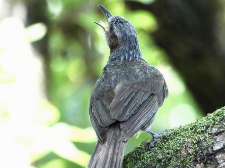 枝の上に立ち鳴くヒヨドリの写真