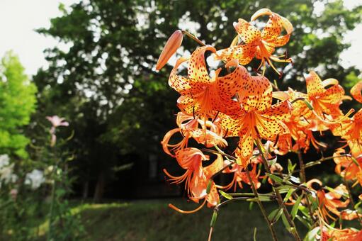 White lily, yuri, orange, orange red, JPG