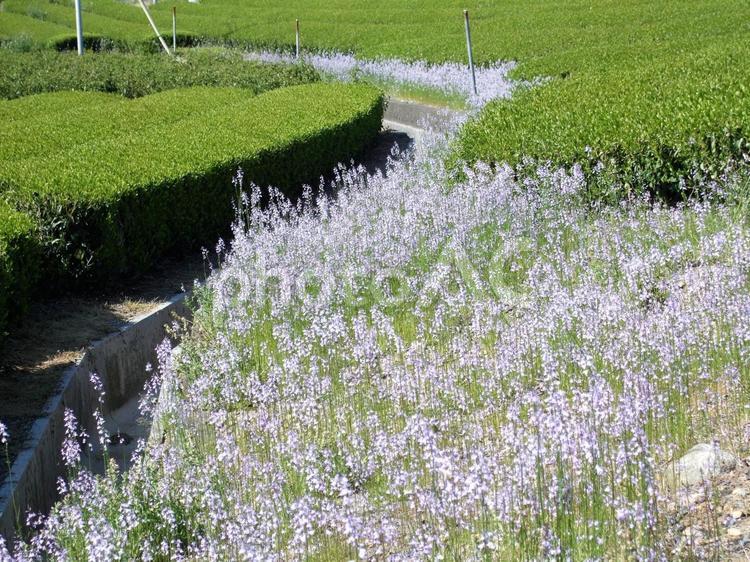 お茶の木の間に咲くうす紫色の可憐な花 花,うす紫色,可憐の写真素材