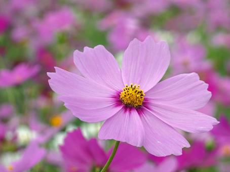 Cosmos, JPG