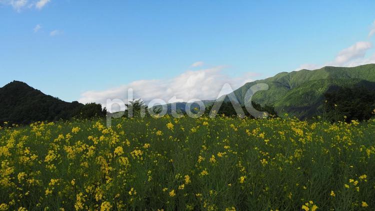 高原と菜の花畑 空,5月,菜の花の写真素材