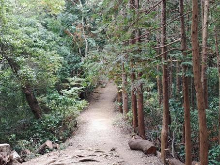 山道（高尾山） 秋,ハイキング,山登りの写真素材