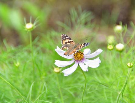 花と蝶 花と蝶の写真