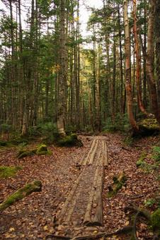 木道 木道,山道,縦の写真素材