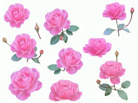 バラピンク バラ,切り抜き,ピンクの写真素材