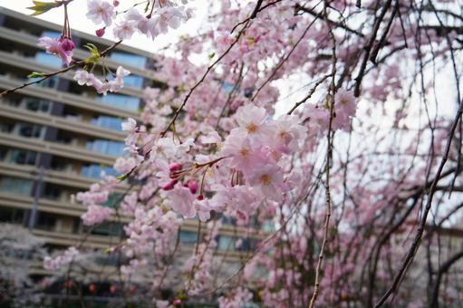 桜 桜の写真