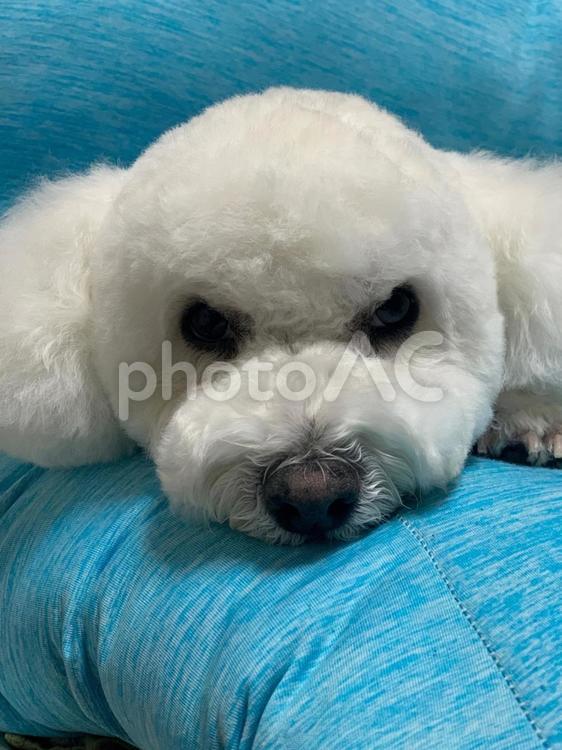 ムスッとしてる犬 ビションフリーゼ,犬,白い犬の写真素材