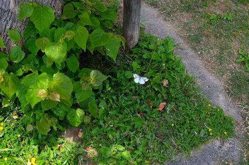 A butterfly in the shrubbery of the park, JPG A butterfly in the shrubbery of the park, JPG