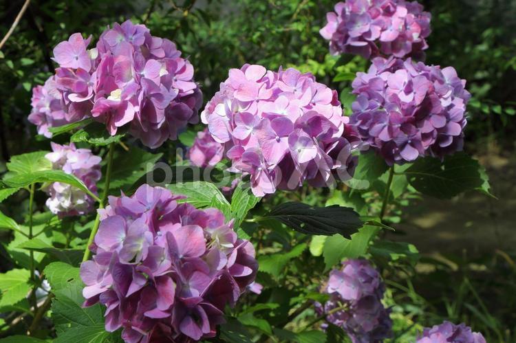 満開のアジサイ あじさい,紫陽花,花の写真素材